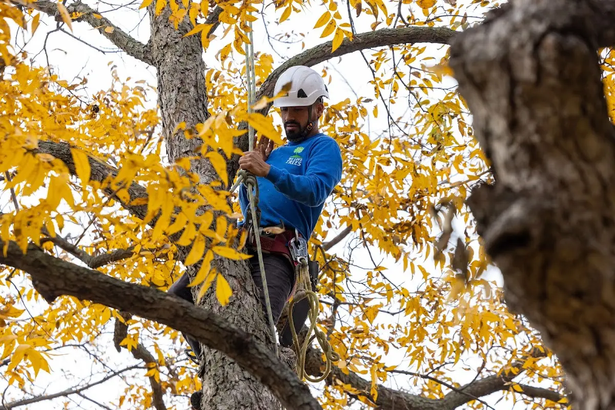Skilled Tree Planting crew working in Pompton Lakes