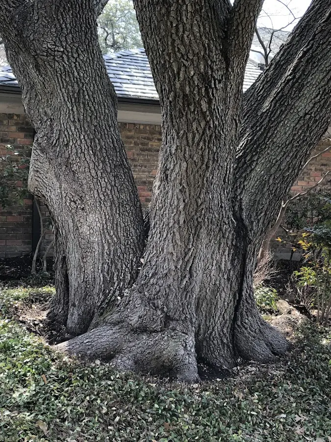 Mature heritage tree close to a Pompton Lakes property cared for by certified arborists